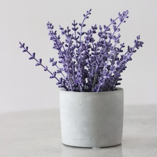Lavender Lavender