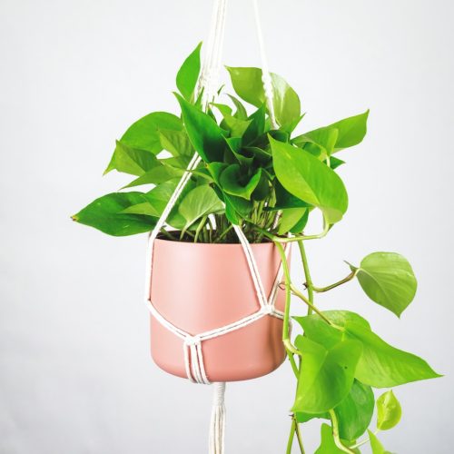 Pothos Pothos