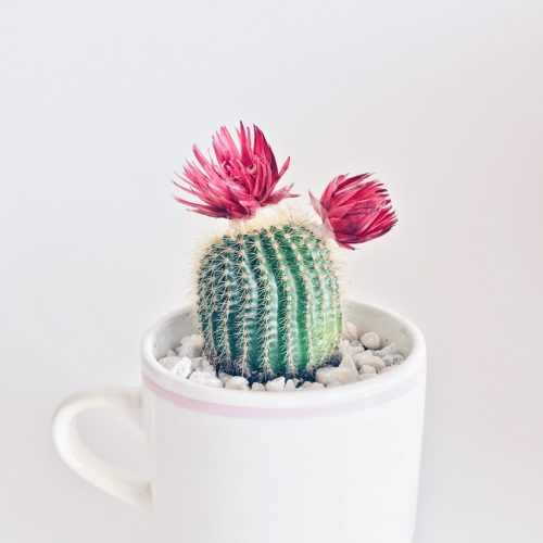 cactus cactus