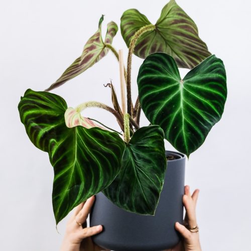 Philodendron Philodendron